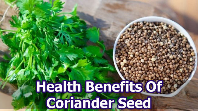 Coriander And Seed Health Benefits Uses Damages And Warning