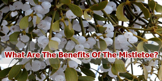 benefits-Mistletoe
