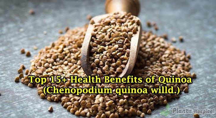 Quinoa-benefits Quinoa on the table