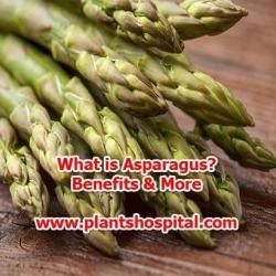 asparagus