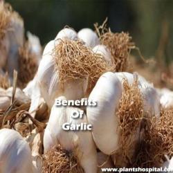 benefits-of-garlic