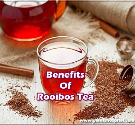 benefits-of-rooibos-tea