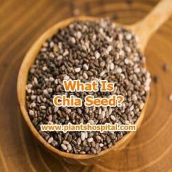 chia-seeds
