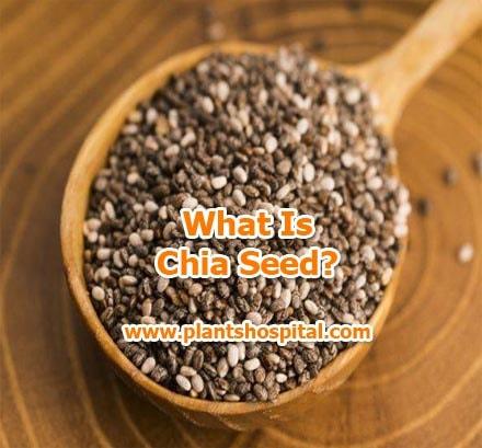 chia-seeds