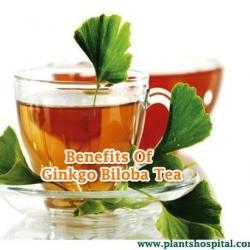 ginkgo-biloba-tea