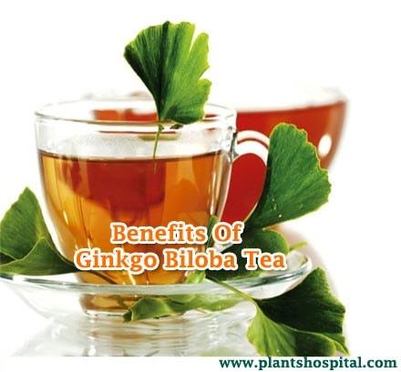 ginkgo-biloba-tea