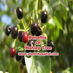 mahlep-tree