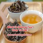 oolong-tea
