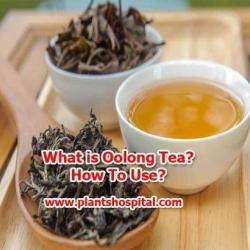 oolong-tea
