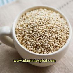what-is-quinoa