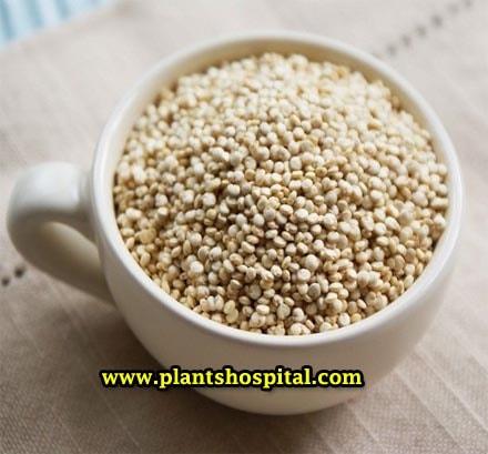 what-is-quinoa