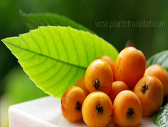 Loquat-Fruit