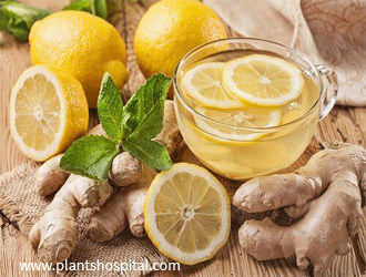 Ginger Tea