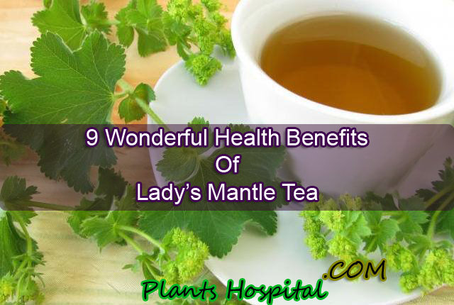 Lady’s Mantle Tea