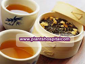 anisetea