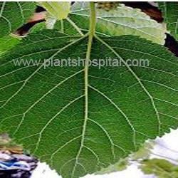 mulberry-leaf
