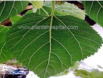mulberry-leaf