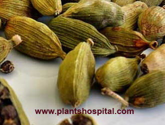Cardamom