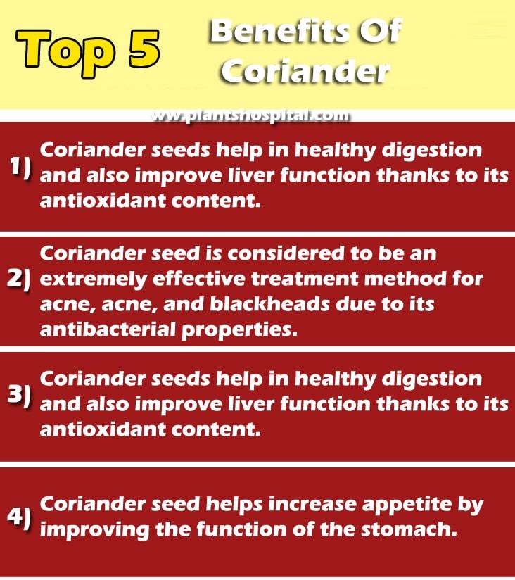 Coriander-graphic