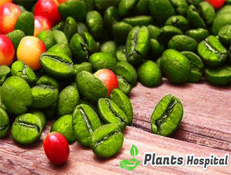 GreenCoffee