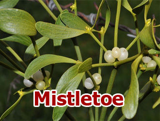 Mistletoe