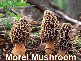Morel Mushroom