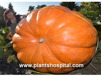 Pumpkin-Seed