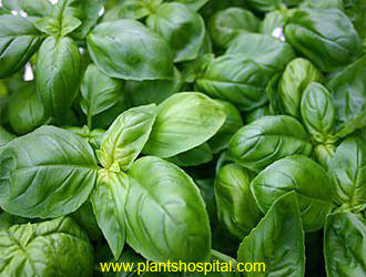 basil