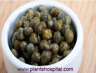 caper plant