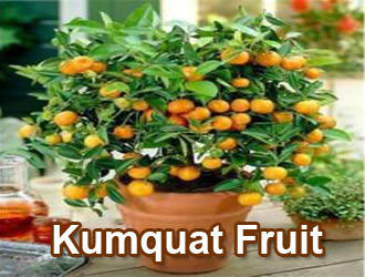 kumquat