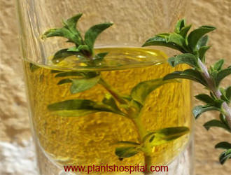 thyme