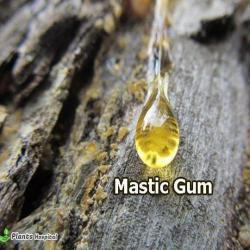 Mastic Gum
