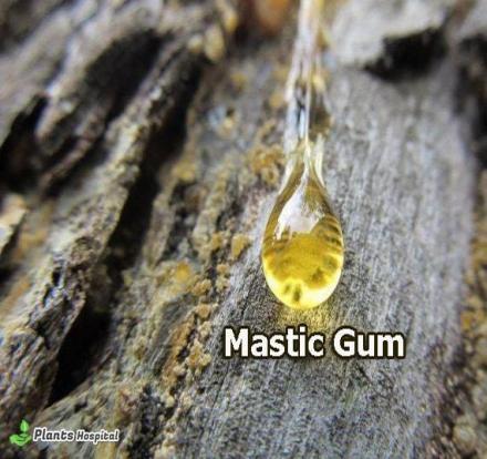 Mastic Gum