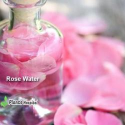 rose-water