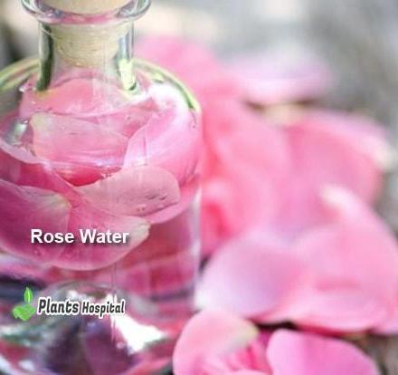 rose-water