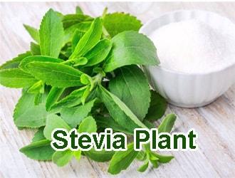 stevia