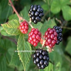 Blackberry