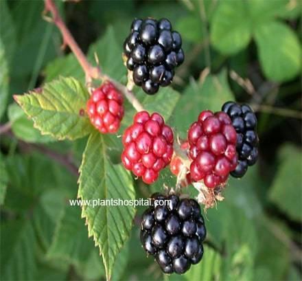 Blackberry