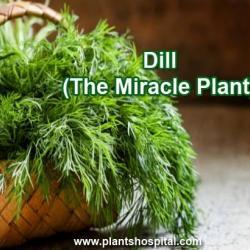 Dill