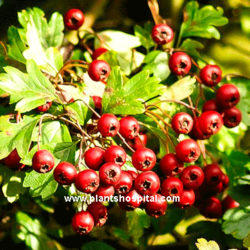 Hawthorn