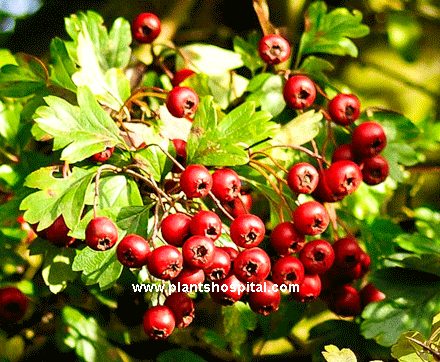 Hawthorn