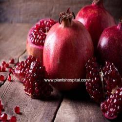 Pomegranate