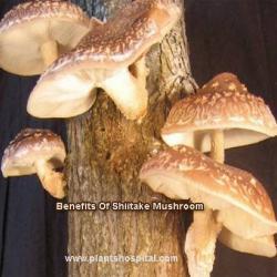 Shiitake Mushroom
