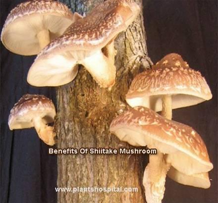 Shiitake Mushroom