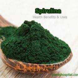 Spirulina