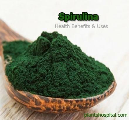 Spirulina