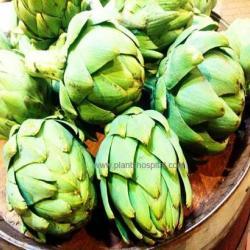 artichoke