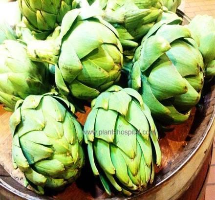 artichoke