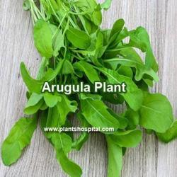 arugula