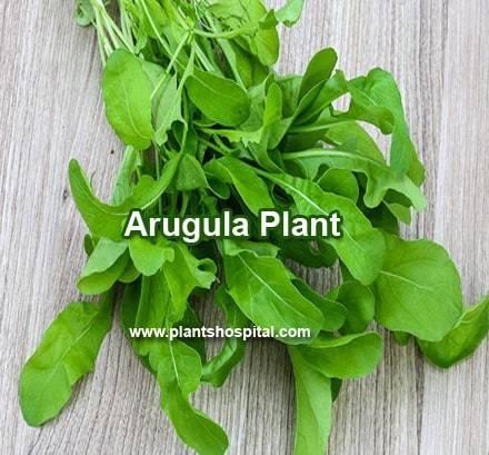 arugula